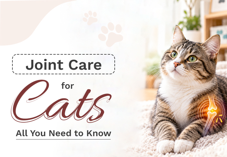 Joint Care for Cats – All You Need to Know